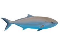 Greater Amberjack