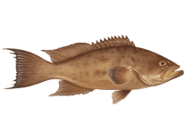 Scamp Grouper